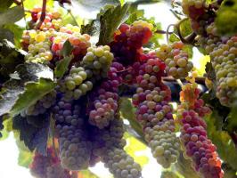 Turpan Grape Xinjiang